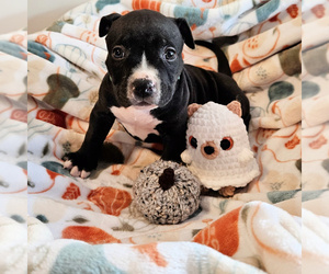 American Bully Puppy for sale in NEWPORT, WA, USA