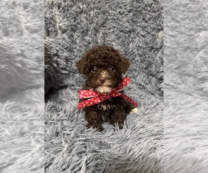 Cavapoo (Toy) Puppy for sale in JEFFERSONVILLE, IN, USA