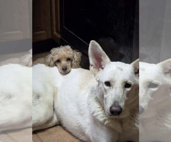 Medium Photo #6 Unknown-white german shepherd Mix Puppy For Sale in Cuba, NY, USA