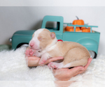 Small #2 Border Collie