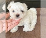 Small #6 Maltese