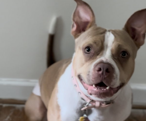 Medium Photo #1 American Bully Puppy For Sale in NORFOLK, VA, USA