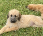 Small Photo #5 Shepadoodle Puppy For Sale in WHEELERSBURG, OH, USA
