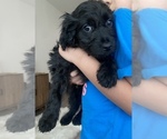 Puppy 3 Goldendoodle-Miniature Australian Shepherd Mix