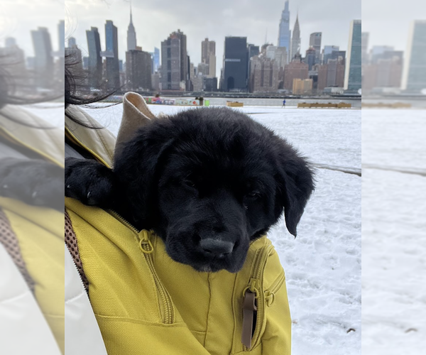 Medium Photo #3 Great Pyrenees-Unknown Mix Puppy For Sale in Brooklyn, NY, USA