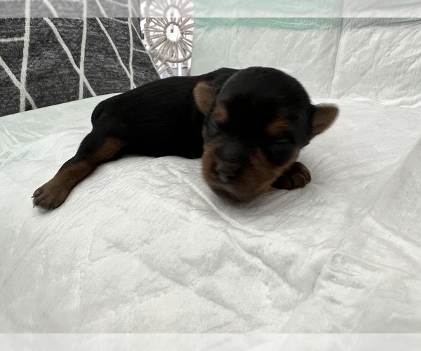 Medium Photo #1 Yorkshire Terrier Puppy For Sale in SAVANNAH, GA, USA