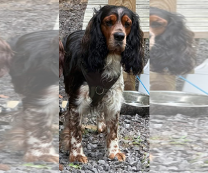 Father of the English Springer Spaniel puppies born on 09/04/2026