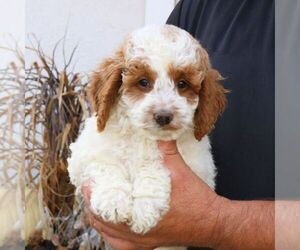 Goldendoodle (Miniature) Puppy for sale in NARVON, PA, USA