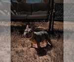 Small #4 French Bulldog