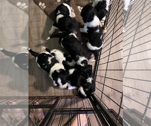 Bassetoodle-Unknown Mix Puppy for sale in COWARD, SC, USA