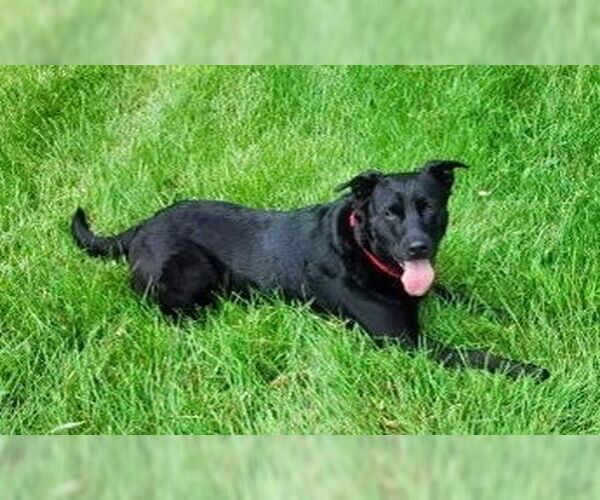 Medium Photo #8 Labrador Retriever-Unknown Mix Puppy For Sale in Minneapolis, MN, USA