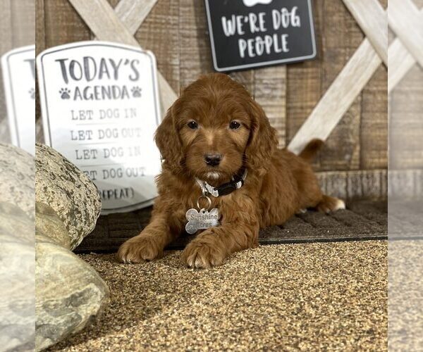 Medium Photo #3 Goldendoodle Puppy For Sale in WOLCOTT, IN, USA
