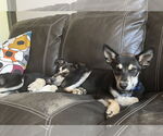 Small #5 Siberian Husky Mix