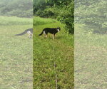 Small #3 Gerberian Shepsky