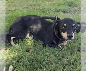 Chihuahua Dogs for adoption in San Antonio, TX, USA