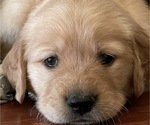 Small Photo #2 Golden Retriever Puppy For Sale in REDDING, CA, USA