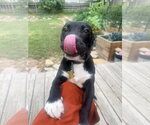 Small #3 American Pit Bull Terrier Mix