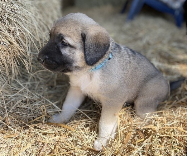 Medium Photo #13 Anatolian Shepherd Puppy For Sale in ROBSTOWN, TX, USA