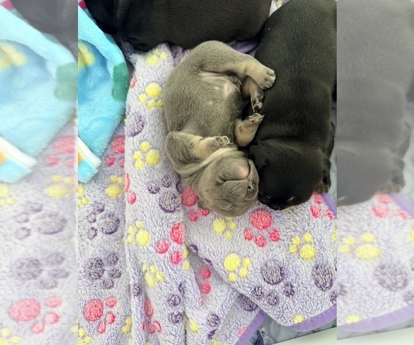 Medium Photo #7 French Bulldog Puppy For Sale in WESLEY CHAPEL, FL, USA