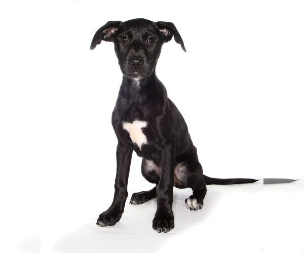 Medium Photo #2 Labrador Retriever Puppy For Sale in Oakland Park, FL, USA