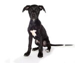 Small #1 Labrador Retriever