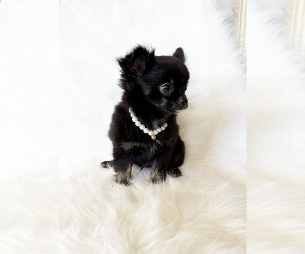 Medium Photo #8 Chihuahua Puppy For Sale in SACRAMENTO, CA, USA