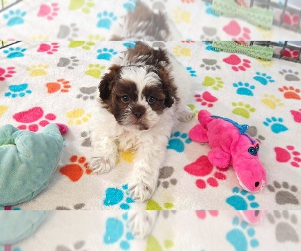 Medium Photo #7 ShihPoo Puppy For Sale in ORO VALLEY, AZ, USA
