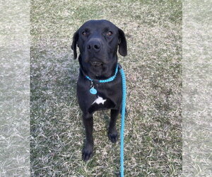 Mutt Dogs for adoption in Rockaway, NJ, USA