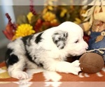 Small #3 Miniature Australian Shepherd