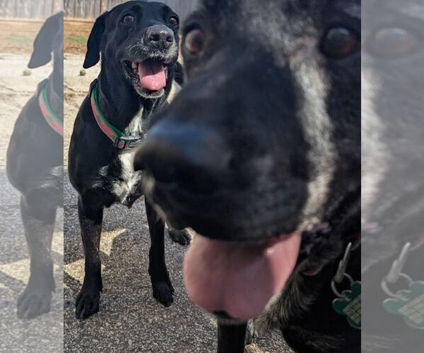 Medium Photo #6 Labrador Retriever-Unknown Mix Puppy For Sale in Houston, TX, USA