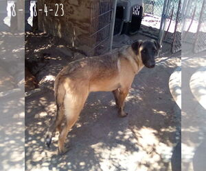 Basil - of Belgian Malinois family - ** - Male German Shepherd Dog-Unknown Mix Dog for Adoption - Photo #4