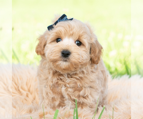Medium Photo #2 Maltipoo (Toy) Puppy For Sale in WARSAW, IN, USA