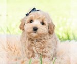 Small #1 Maltipoo (Toy)
