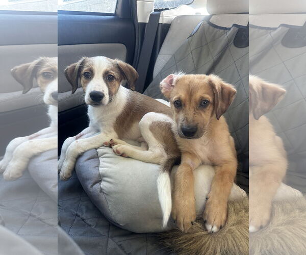 Medium Photo #4 Mutt Puppy For Sale in Newport Beach, CA, USA