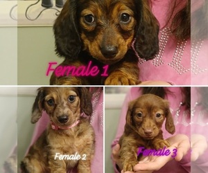 Dachshund Puppy for sale in PEABODY, MA, USA