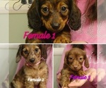 Image preview for Ad Listing. Nickname: Sweet Puppies