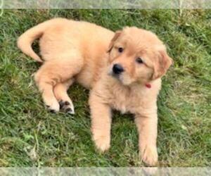 Golden Retriever Puppy for sale in LAKEWOOD, WA, USA