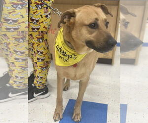 Labrador Retriever-Unknown Mix Dogs for adoption in Atlanta, GA, USA