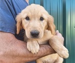 Puppy Female 857 Golden Retriever