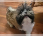 Small Photo #8 Shih Tzu Puppy For Sale in AKRON, OH, USA