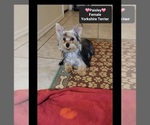Paisley - Female Yorkshire Terrier Puppy for Sale - Photo #3