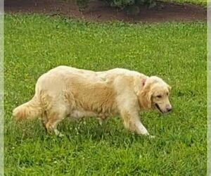 Mother of the Golden Retriever puppies born on 02/05/2026