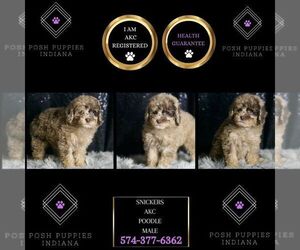 Poodle (Toy) Puppy for sale in WARSAW, IN, USA