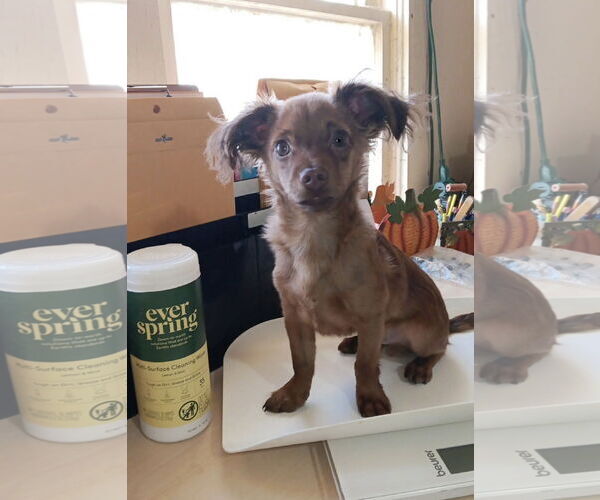 Medium Photo #3 Chiweenie Puppy For Sale in Grafton, WI, USA