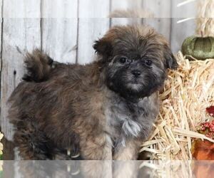 Zuchon Puppy for sale in MOUNT VERNON, OH, USA