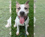 Small American Pit Bull Terrier Mix