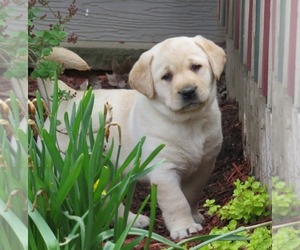 Labrador Retriever Puppy for sale in LOUDONVILLE, OH, USA