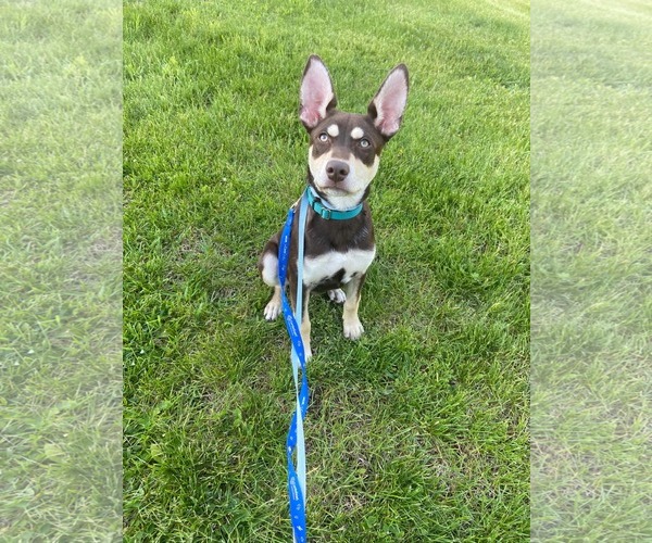 Medium Photo #7 Australian Kelpie-Siberian Husky Mix Puppy For Sale in Pottstown, PA, USA