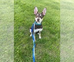 Small #6 Australian Kelpie-Siberian Husky Mix