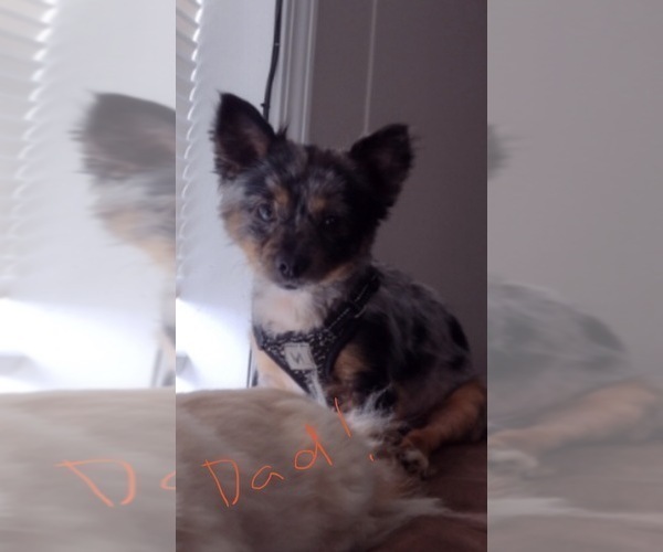 Medium Photo #8 Chiranian Puppy For Sale in WEST BRANCH, MI, USA